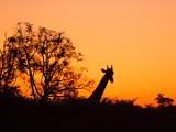 Africa 182 : Africa, Animal, Botswana, Giraffe, Mammal, Okavango, Vumbura Plains